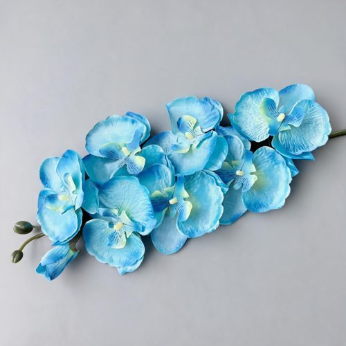 FSARCAN 8-Bloom Autumn Phalaenopsis Orchid — Spring Blue