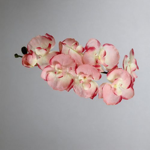 FSARCAN 8-Bloom Autumn Phalaenopsis Orchid — Autumn Pink