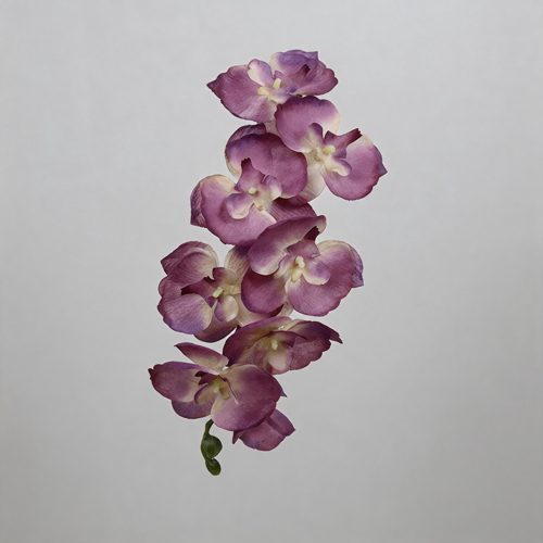 FSARCAN 8-Bloom Autumn Phalaenopsis Orchid — Autumn Purple
