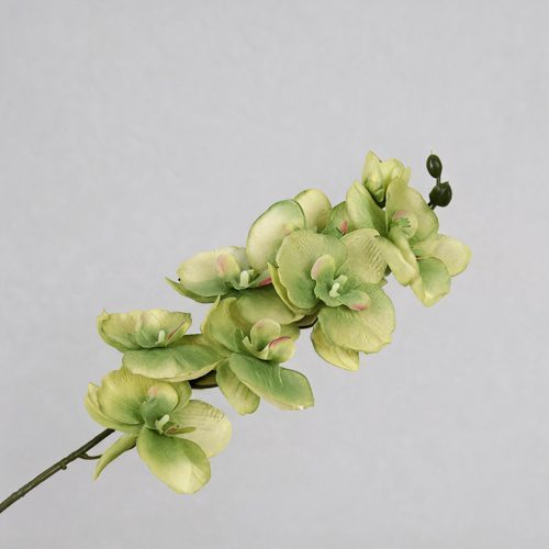 FSARCAN 8-Bloom Autumn Phalaenopsis Orchid — Autumn Green