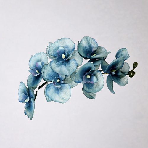 FSARCAN 8-Bloom Autumn Phalaenopsis Orchid — Autumn Blue