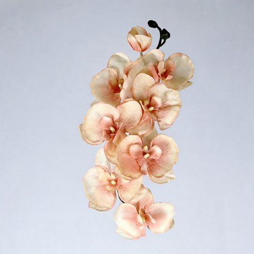 FSARCAN 8-Bloom Autumn Phalaenopsis Orchid — Autumn Champagne