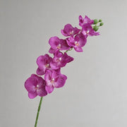 FSARCAN 9-Bloom Phalaenopsis Orchid — Purple