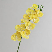 FSARCAN 9-Bloom Phalaenopsis Orchid — Yellow