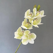 FSARCAN Large-Bloom Cymbidium Orchid — Cream White