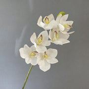FSARCAN Large-Bloom Cymbidium Orchid — White