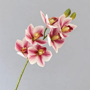 FSARCAN Large-Bloom Cymbidium Orchid — Purple