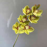 FSARCAN Large-Bloom Cymbidium Orchid — Green
