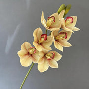 FSARCAN Large-Bloom Cymbidium Orchid — Champagne