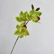 FSARCAN 3-Bloom Cymbidium Orchid — Green