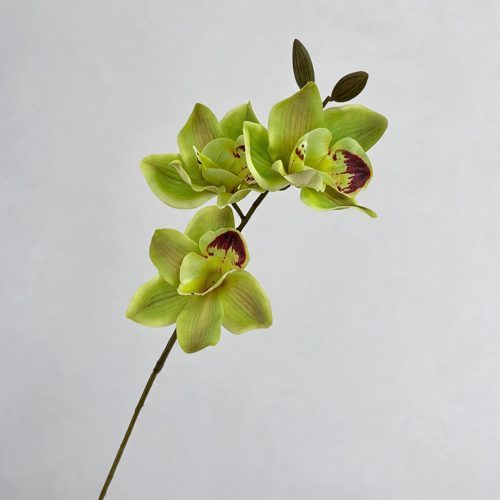 FSARCAN 3-Bloom Cymbidium Orchid — Green