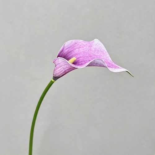 FSARCAN Large Calla Lily — Light Purple