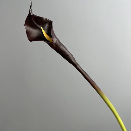 FSARCAN Slender-Tip Calla Lily — Coffee Purple