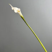 FSARCAN Slender-Tip Calla Lily — White