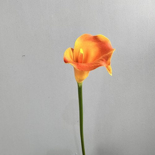 FSARCAN Calla Lily — Orange