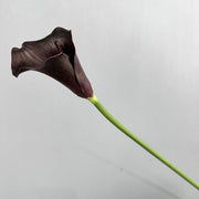 FSARCAN Calla Lily — Black Purple