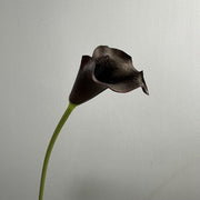 FSARCAN Calla Lily — Black