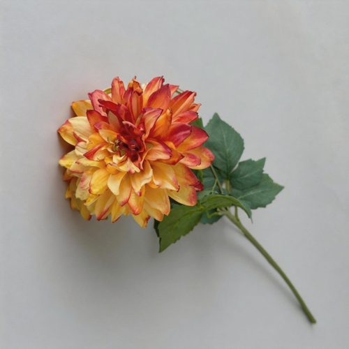 FSARCAN Antique-Edge Dahlia — Orange
