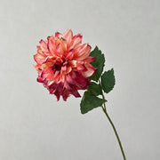 FSARCAN Antique-Edge Dahlia — Deep Pink