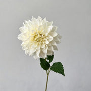 FSARCAN Antique-Edge Dahlia — White