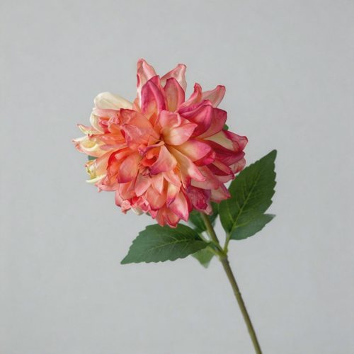 FSARCAN Antique-Edge Dahlia — Pink