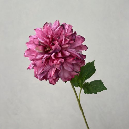 FSARCAN Antique-Edge Dahlia — Purple
