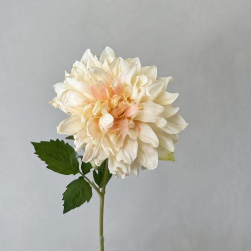 FSARCAN Antique-Edge Dahlia — Champagne
