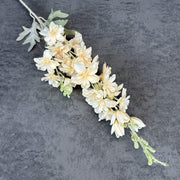 FSARCAN 2-Branch Delphinium — Champagne