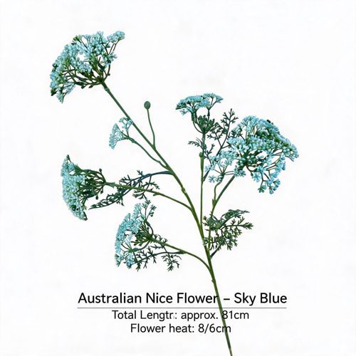 FSARCAN Australian Riceflower — Sky Blue