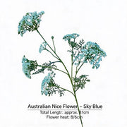 FSARCAN Australian Riceflower — Sky Blue