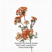 FSARCAN Australian Riceflower — Orange