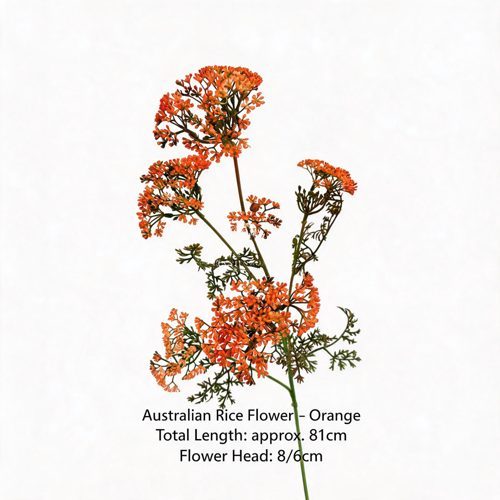 FSARCAN Australian Riceflower — Orange