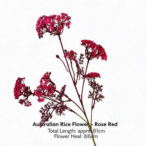 FSARCAN Australian Riceflower — Rose Red