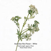 FSARCAN Australian Riceflower — White