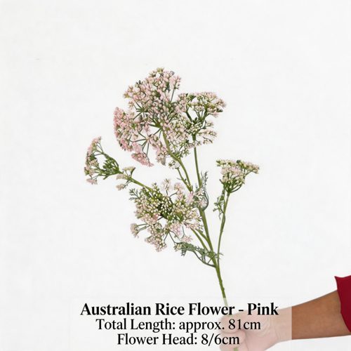 FSARCAN Australian Riceflower — Pink