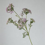 FSARCAN Australian Riceflower — Purple