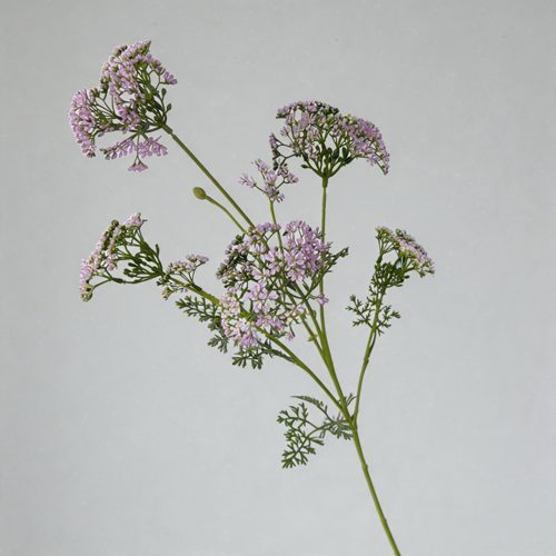 FSARCAN Australian Riceflower — Purple