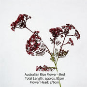 FSARCAN Australian Riceflower — Red