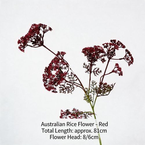 FSARCAN Australian Riceflower — Red