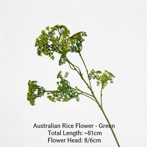 FSARCAN Australian Riceflower — Green