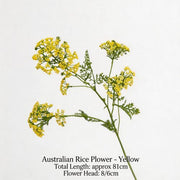 FSARCAN Australian Riceflower — Yellow