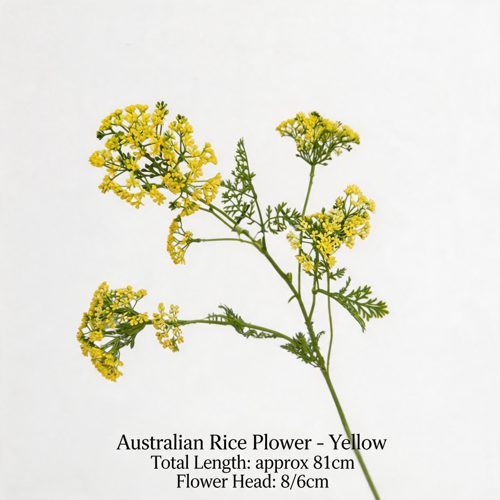 FSARCAN Australian Riceflower — Yellow