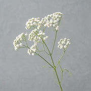 FSARCAN Baby's Breath Stem — White / Green Stem